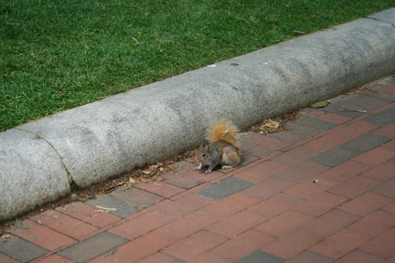 an orange squirrel sitting on the ground by a sidewalk