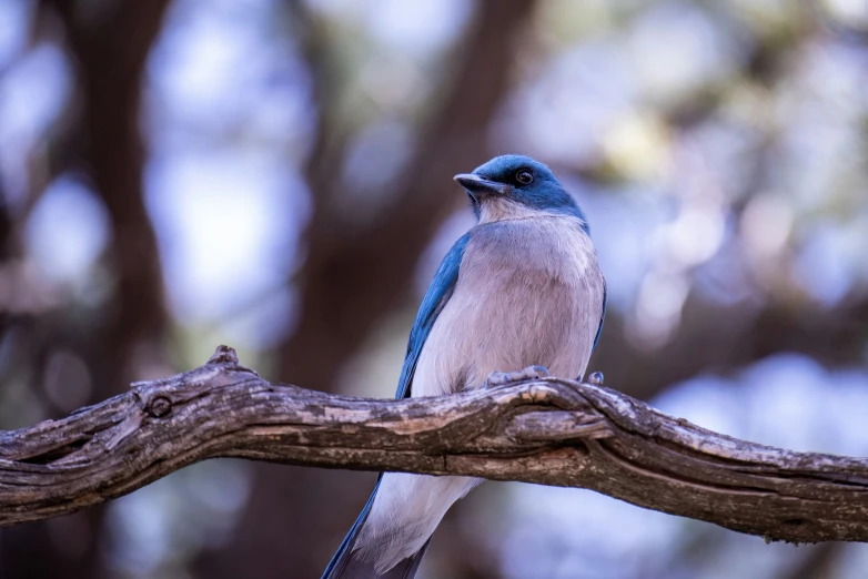 a small blue bird sitting on a tree nch