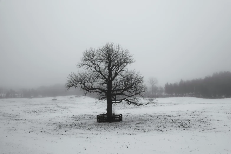 a tree that is in a field with some dirt