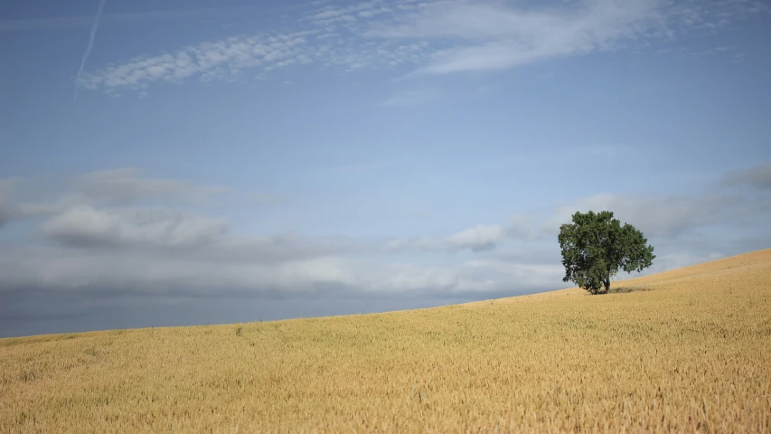 a lone tree in a grassy field under a blue sky