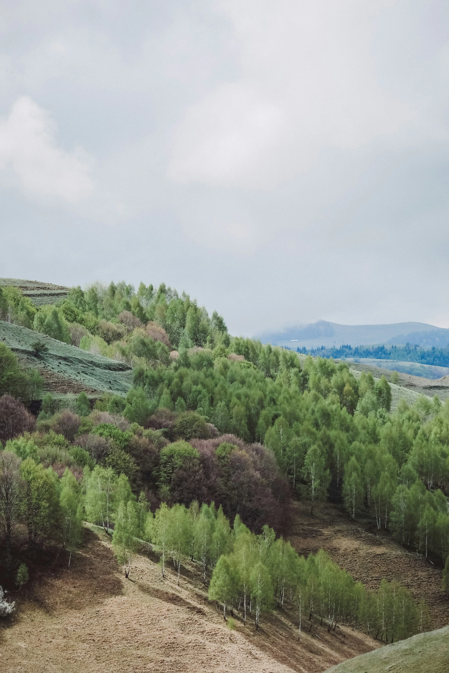 a hill with green trees, shrubs and hills in the distance