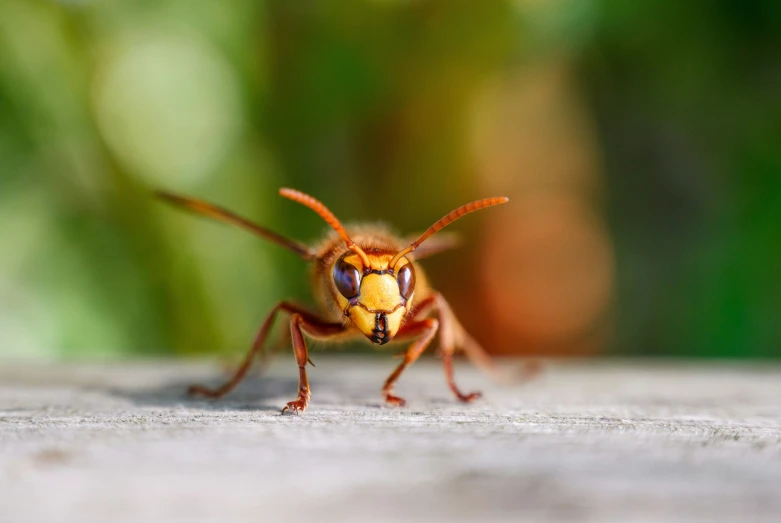 the bug is standing on top of the cement