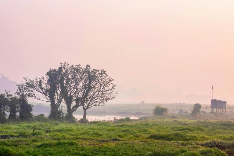 a couple of elephants standing in a grassy field