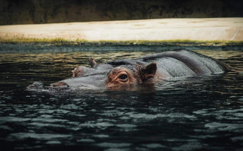 a hippo is swimming in the water by itself