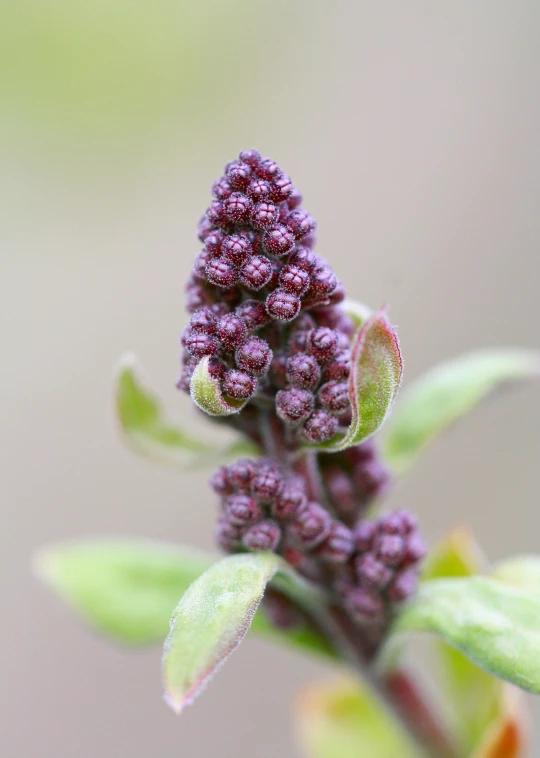 a small cluster of small, red flowers sitting on top of a green stem