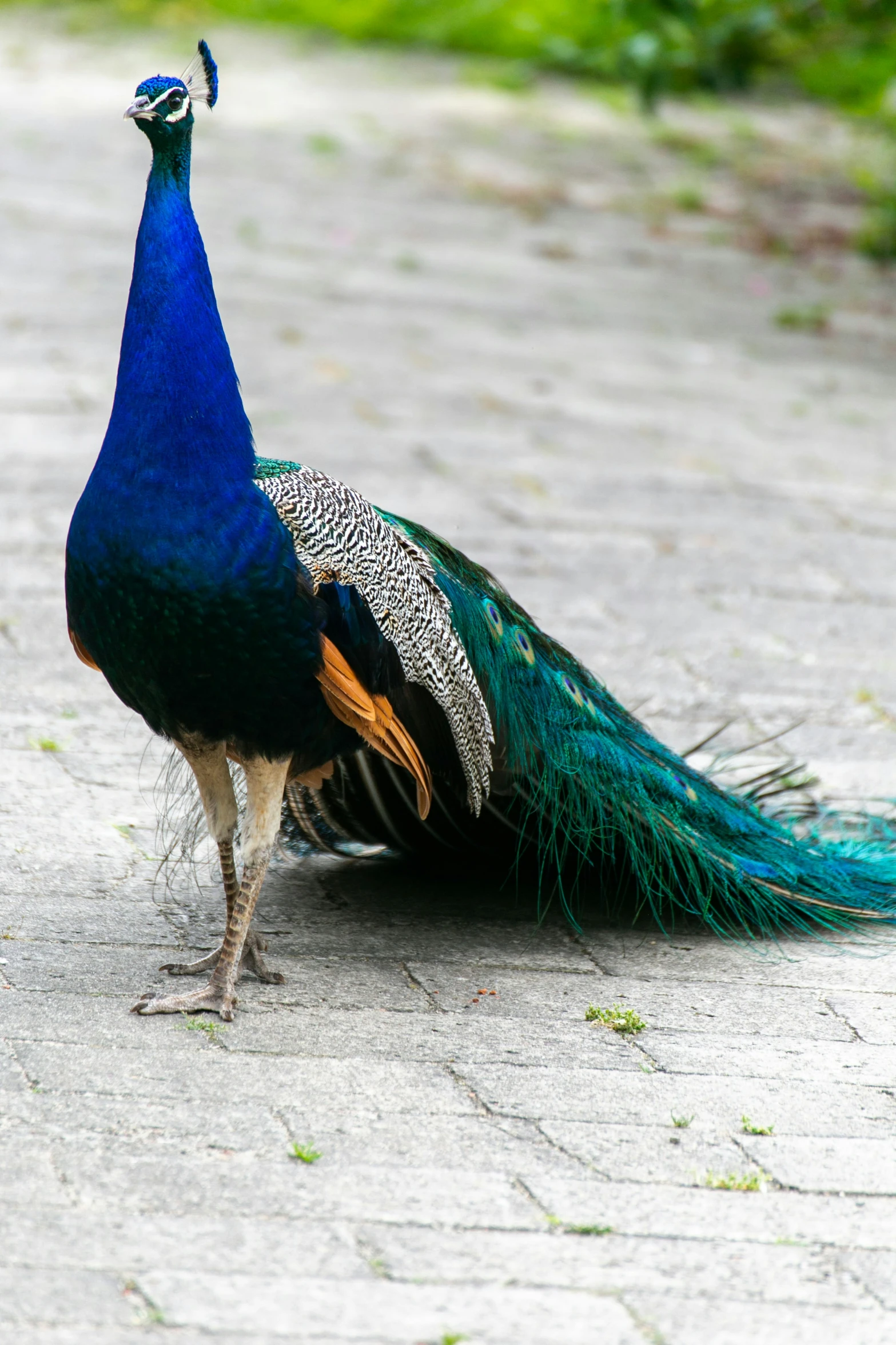 a peacock stands on the side of a cobbled road