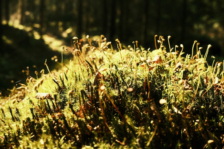 the moss is growing and it has little spiky plants