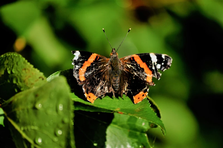 an orange and black erfly resting on a green leaf