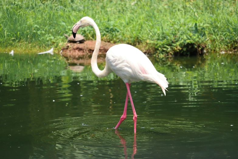 a white bird with a pink beak standing in a pond