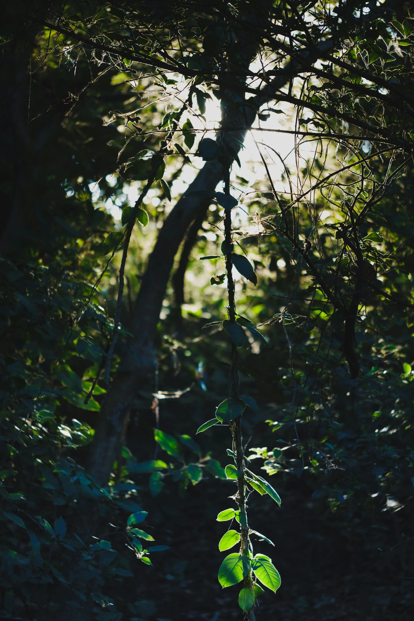 sunlight shining through the trees on a sunny day