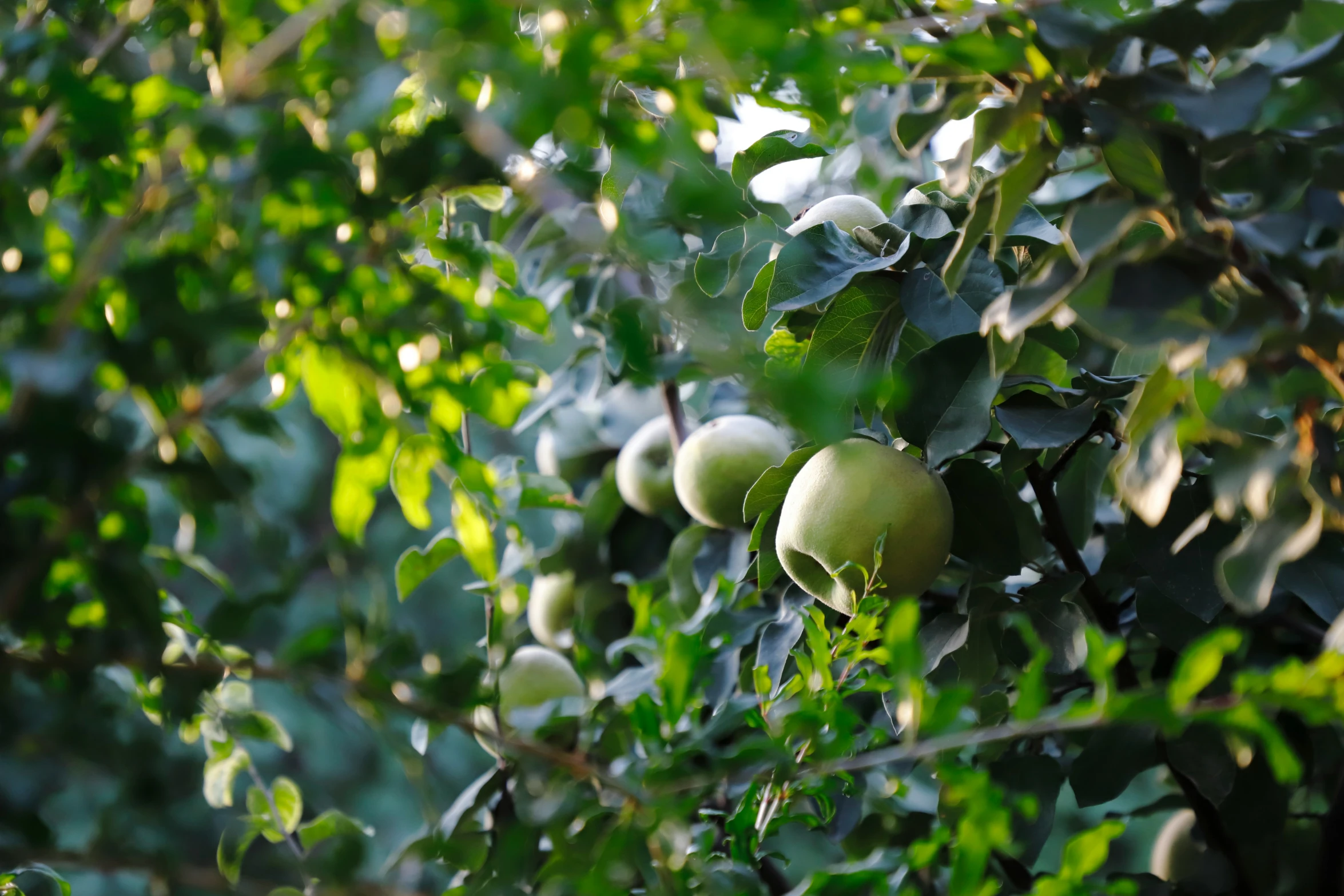 apples growing on a tree, probably in the sun