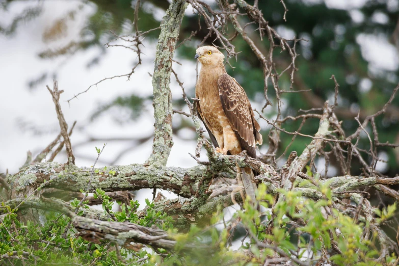 an owl that is sitting on top of a nch