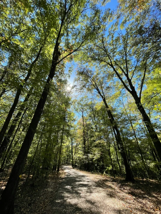 trees line the side of a road in the woods