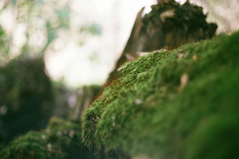 a bunch of moss growing on a rock face