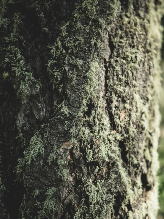 the bark of a tree in front of a forest