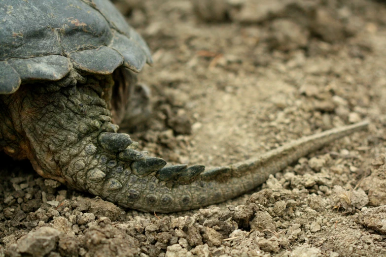 a turtle that is laying in the dirt