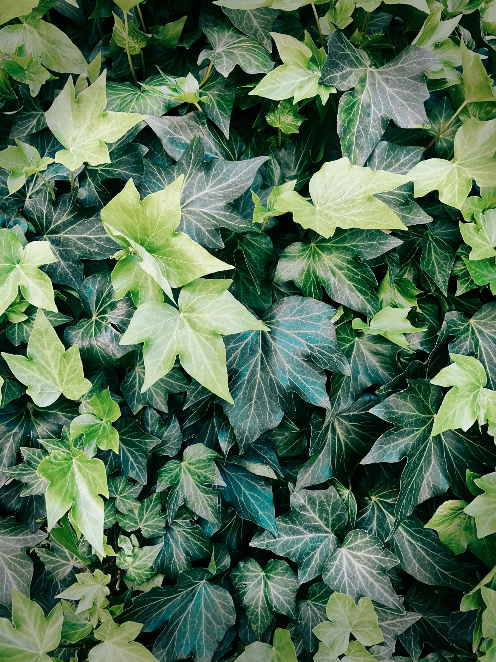 a lot of leaves that are on the ground