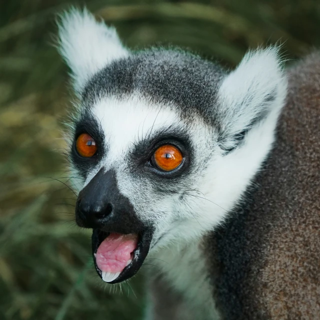 a small white and grey lemur with orange eyes