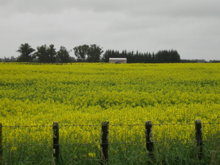 the canola crop in front of the farm is green