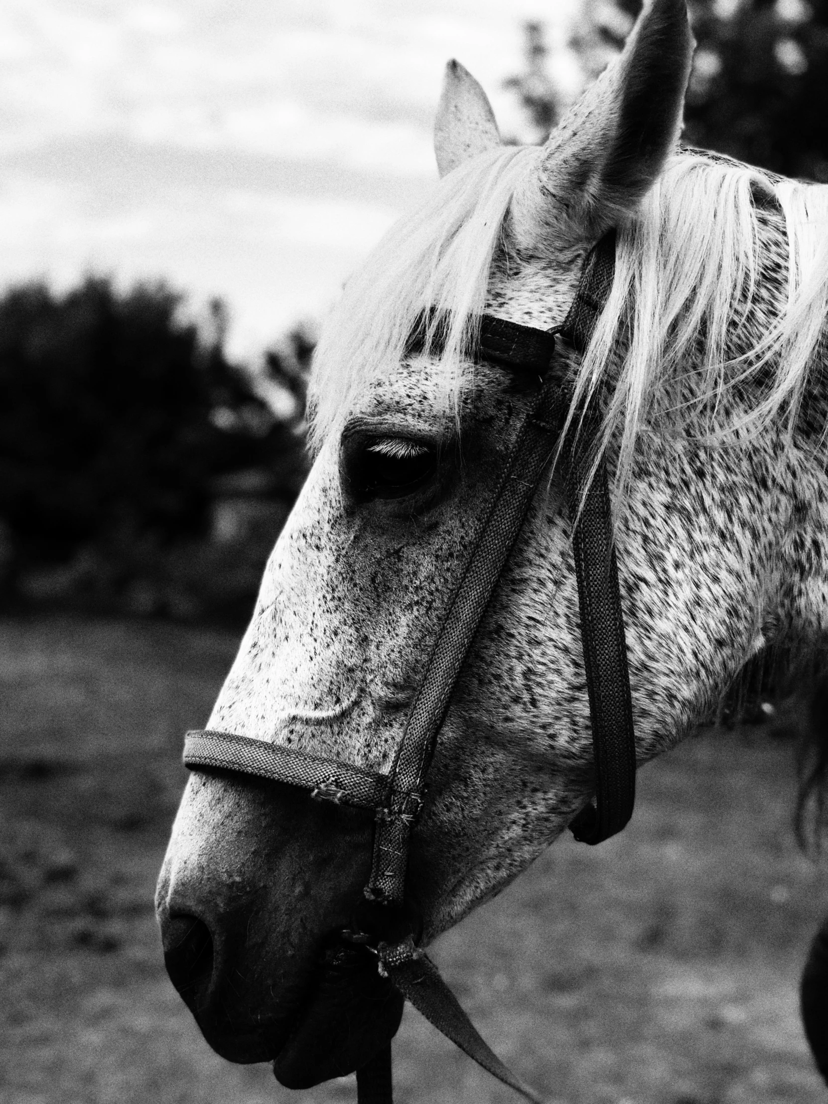 a black and white po of a horse looking at the camera