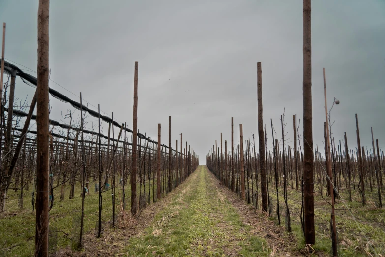 a field with a very long fence lined with trees