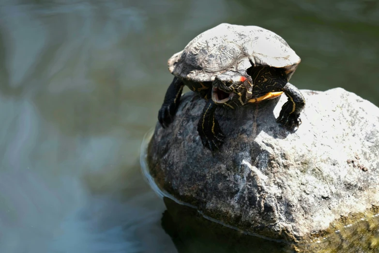 a turtle is sitting on top of a rock in the water