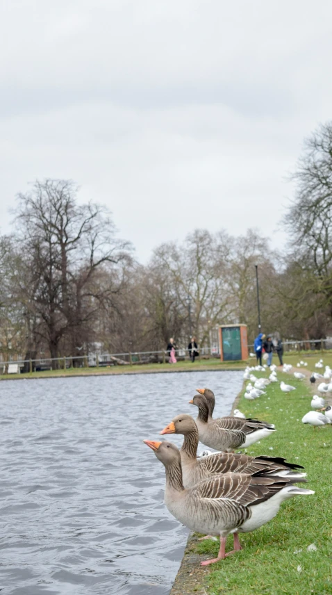 four ducks are sitting by the water with birds in the background