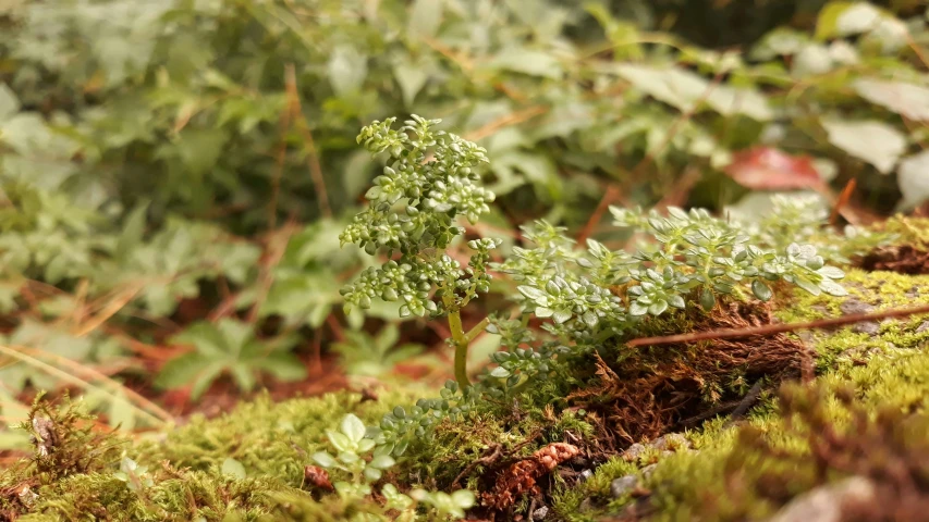 green moss growing on the surface of some kind of surface