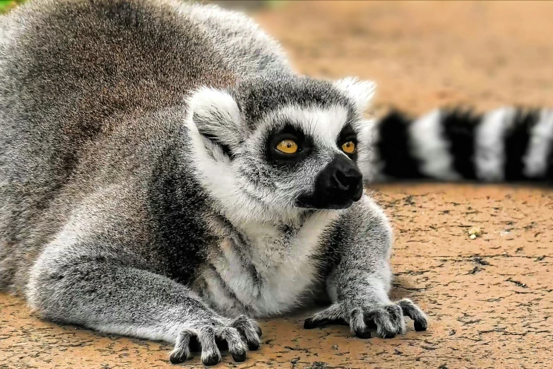 a small furry animal with brown eyes sitting in the dirt