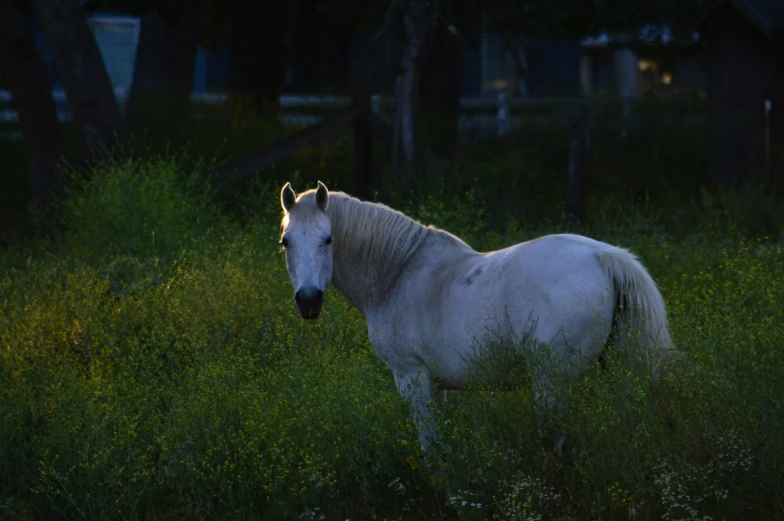 a white horse with blonde mane standing alone in grassy area