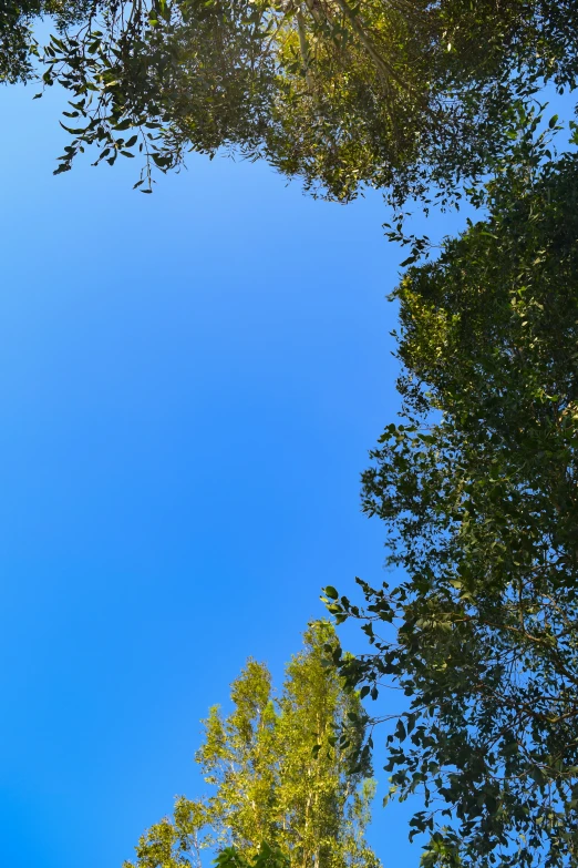 the view of tall green trees from below