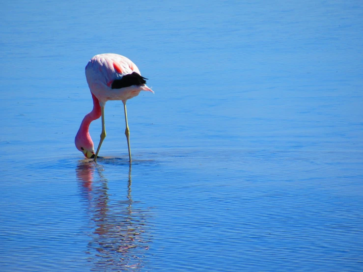 a pink flamingo with long legs is standing in the water