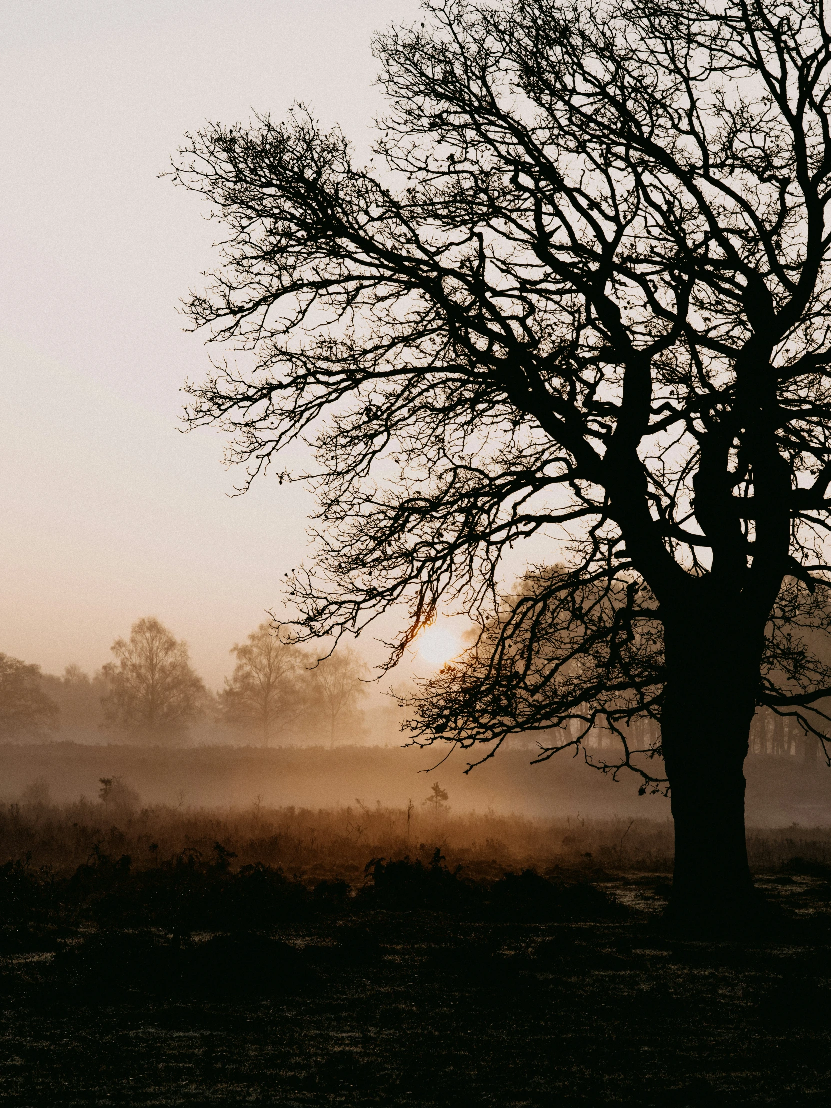 a bare tree stands in the fog as the sun goes down