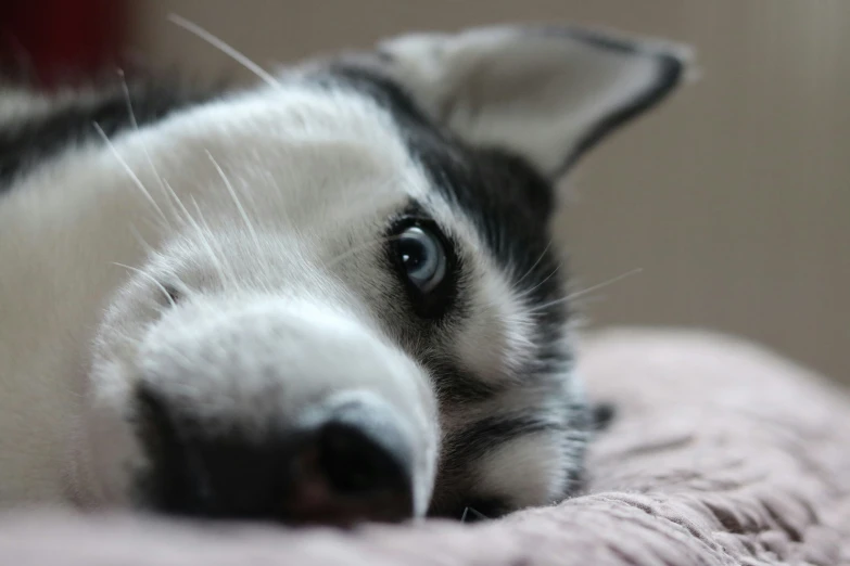 a husky dog is laying on his back on the bed