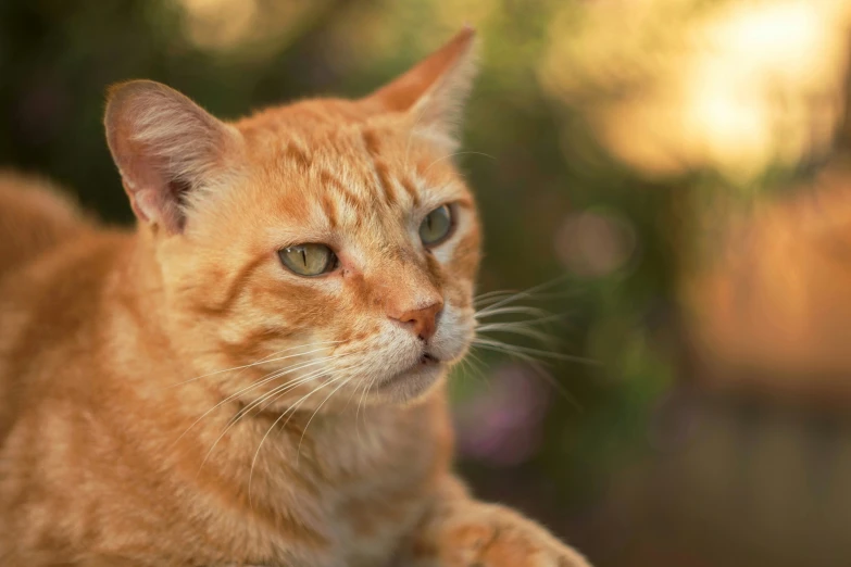 a close - up of a yellow tabby cat looking directly into the camera