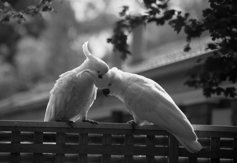 two white cockatoo sitting on top of a wooden bench