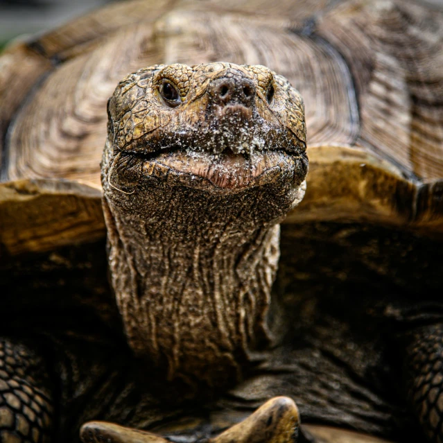 close up view of a large tortoise's face