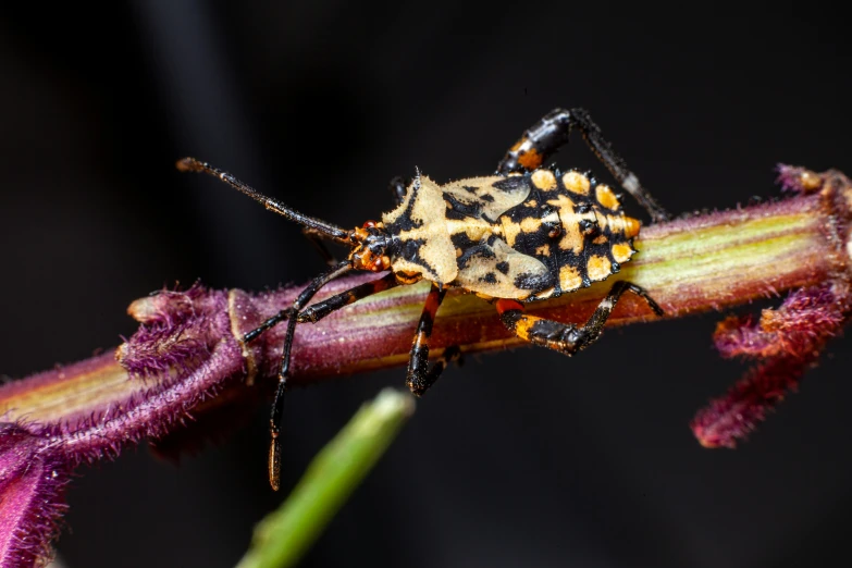 a black and orange insect sitting on top of a flower