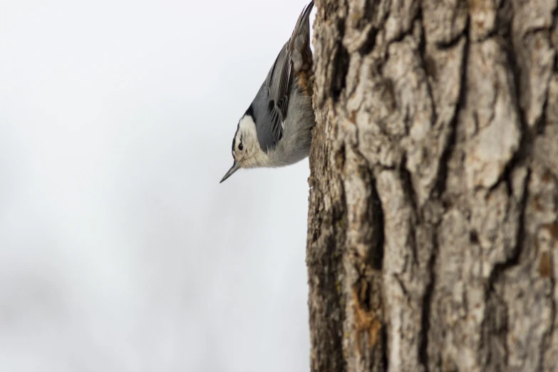 a small bird perched on a tree nch