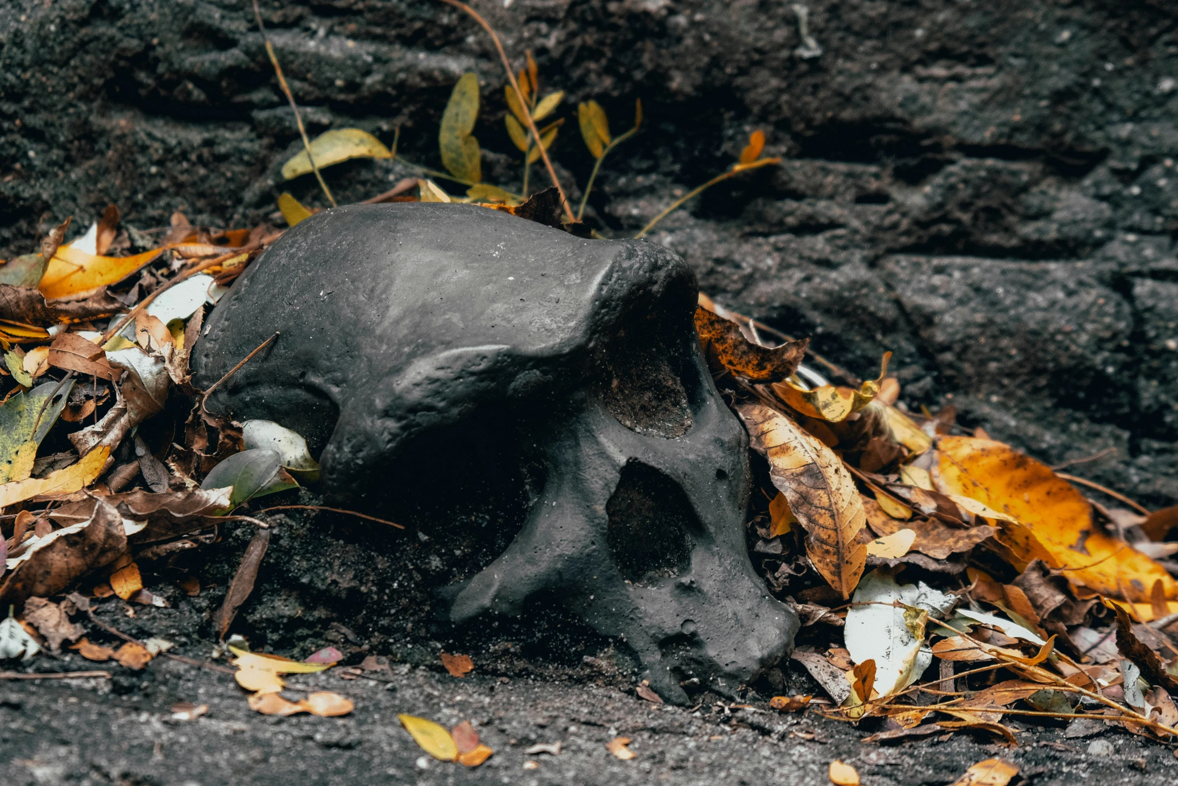 a skull laying on its side among leaves