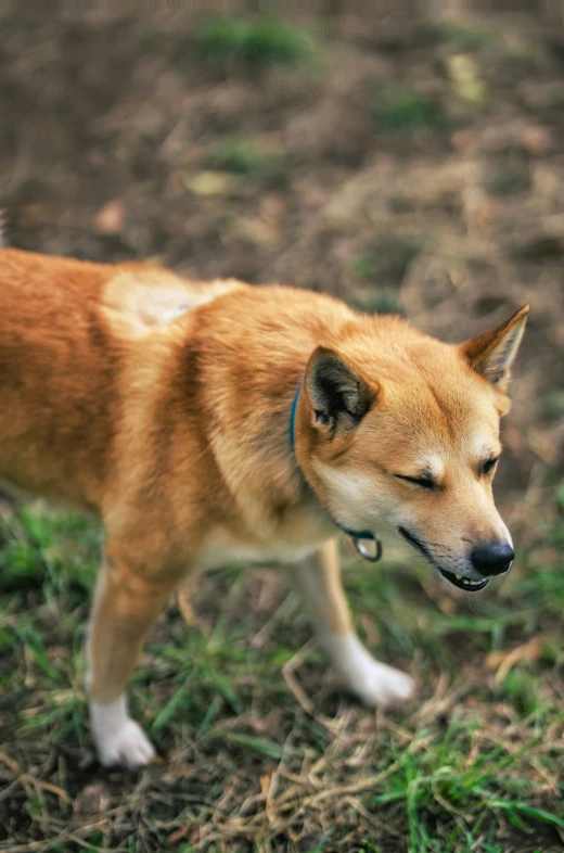 a brown dog is outside on some grass