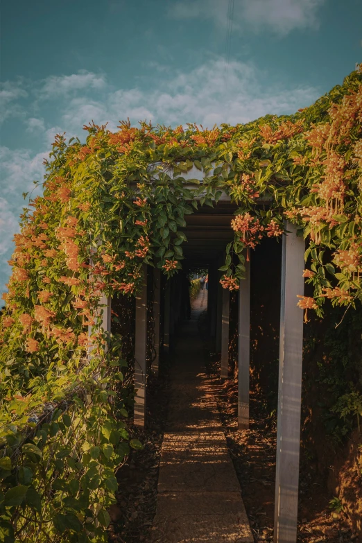 an open pathway between two buildings covered in trees