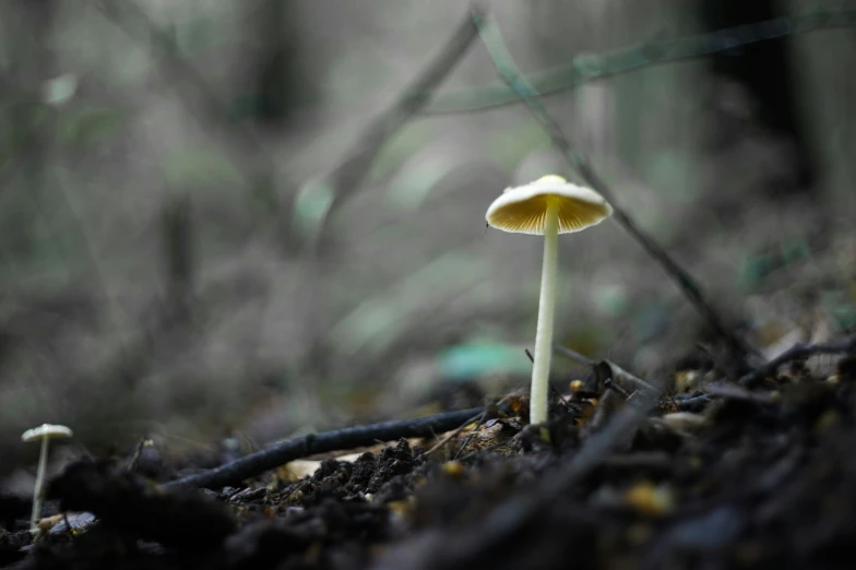 a close up of two mushrooms in the ground