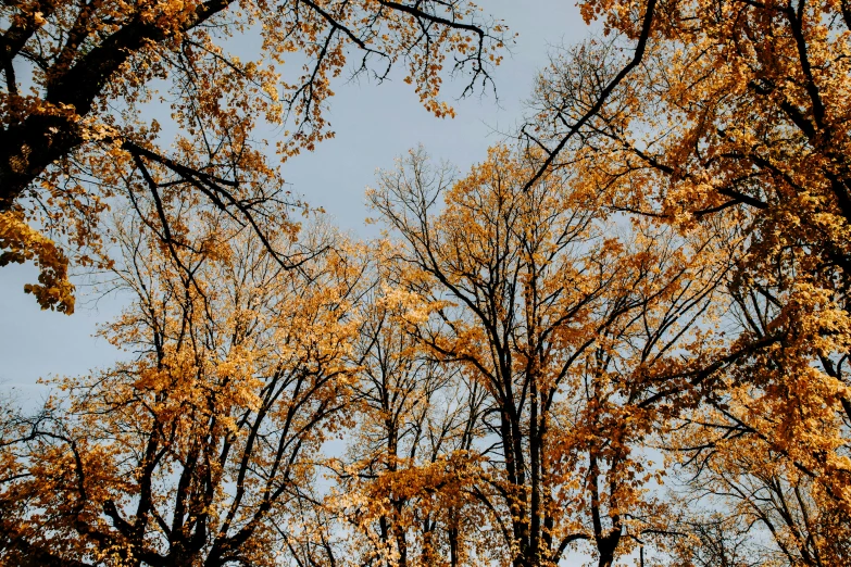 a bunch of yellow trees with very tall leaves