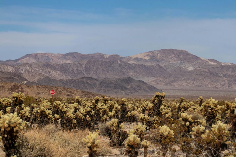 cactus plants with mountains in the background