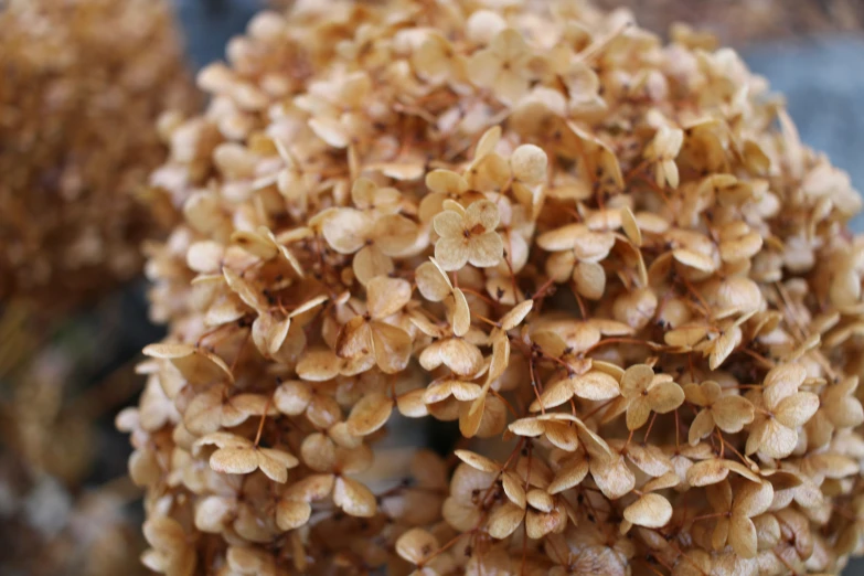 a bunch of seed plants are being shown close up