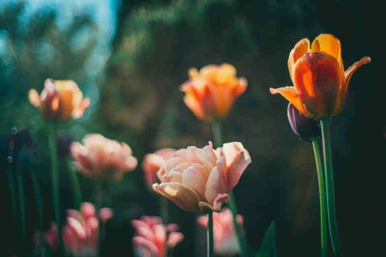 various pink and yellow tulips are in flower