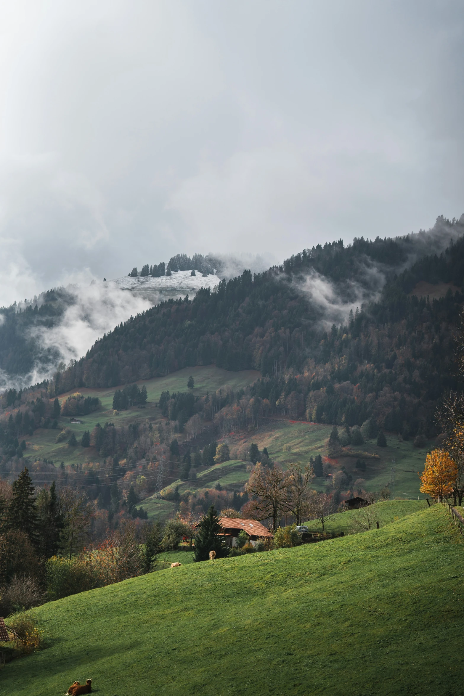 a lush green hillside with lots of trees and a small shed in the distance