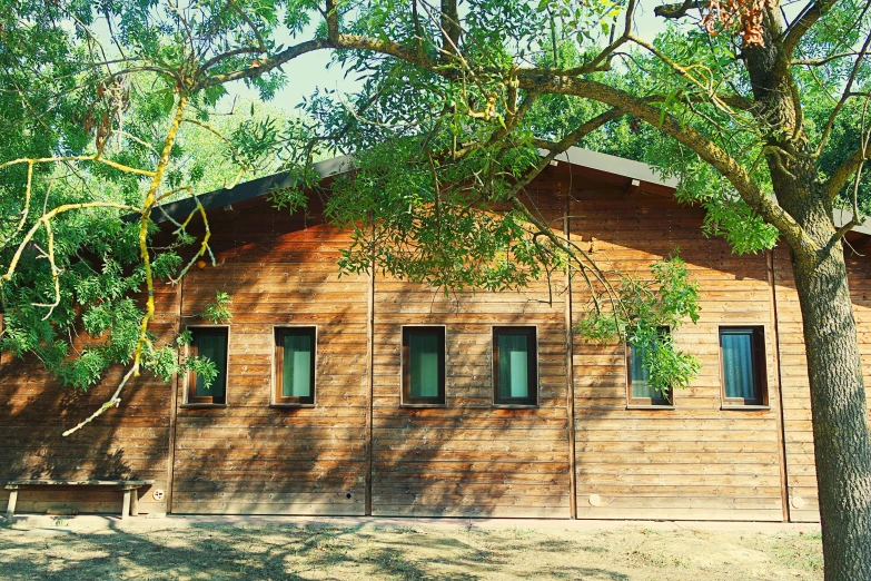 there is a very tall wood house with windows and some green vines hanging on the side