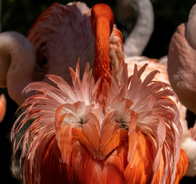 close up of an orange flamingo standing in the sunlight